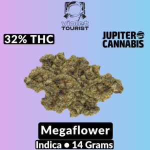 Violet Tourist Megaflower